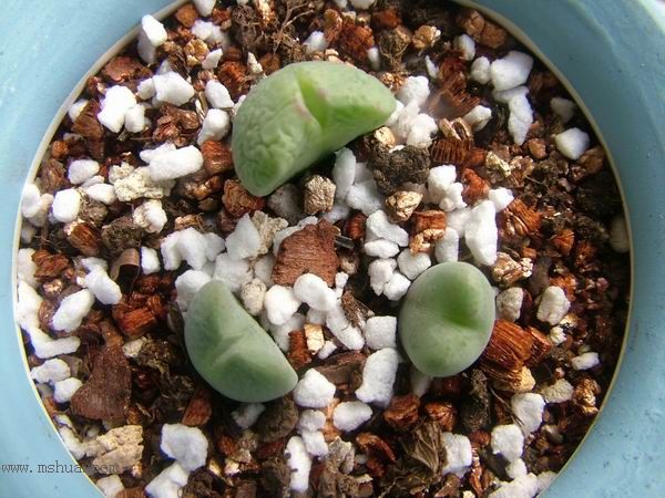 żҲ������С���⡣