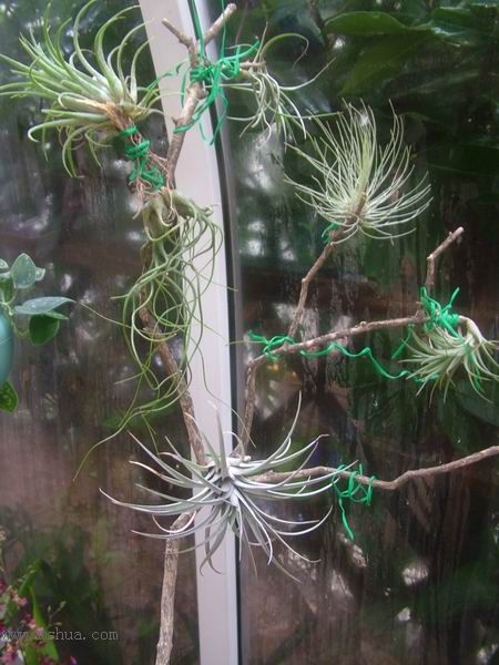 �ҵĿշ�ƴ��