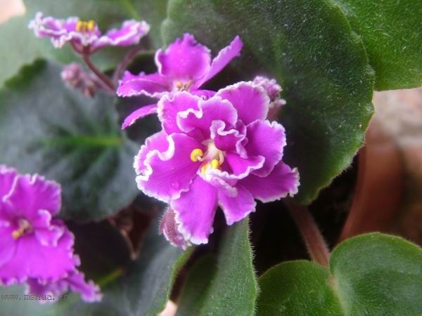 żҲ��������---���ҵ�����������ļ����գ�