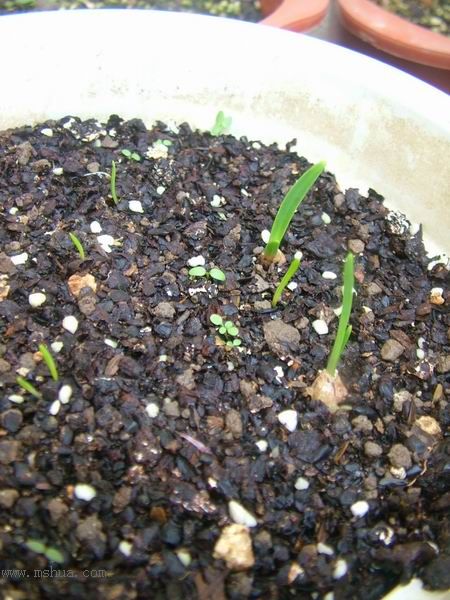 �Ҽҵ�**ֲ�2006�棩