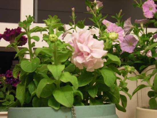 �Ҹ����������ֳ��˵��ĸ���ɫ��