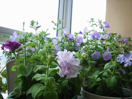 �Ҹ����������ֳ��˵��ĸ���ɫ��