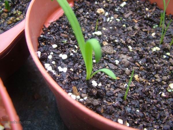 �Ҽҵ�**ֲ�2006�棩