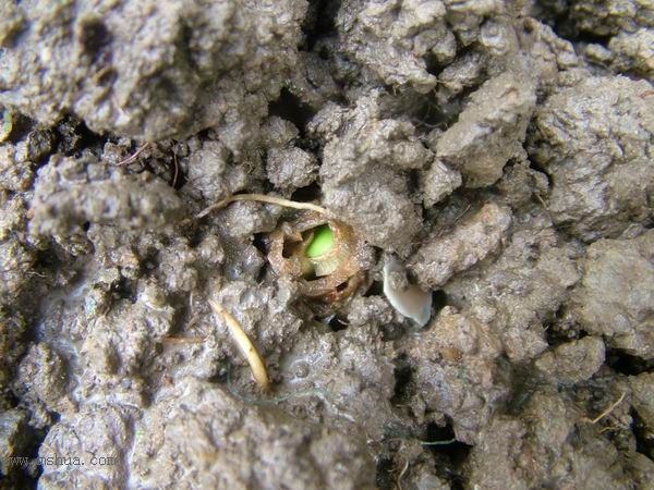 �Ҽҵ�**ֲ�2006�棩