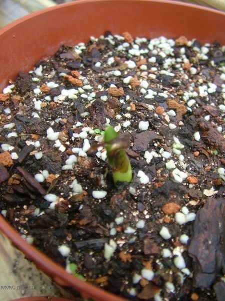 �Ҽҵ�**ֲ�2006�棩