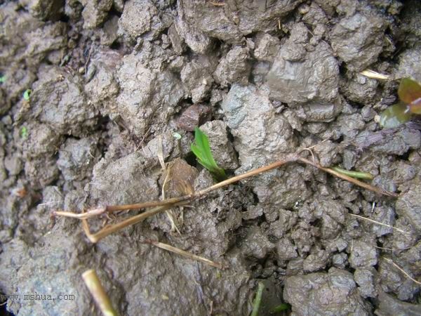 �Ҽҵ�**ֲ�2006�棩