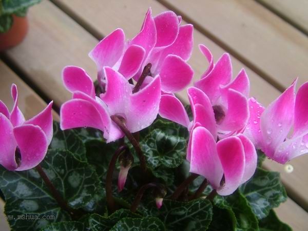 2005�Ҽҵ����