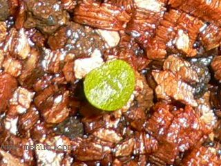 [��ͼ]�ճ�����ʯ����д����Ƭ��������11��13�գ���