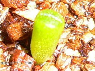 [��ͼ]�ճ�����ʯ����д����Ƭ��������11��13�գ���