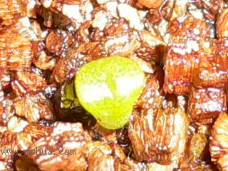 [��ͼ]�ճ�����ʯ����д����Ƭ��������11��13�գ���