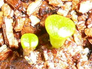 [��ͼ]�ճ�����ʯ����д����Ƭ��������11��13�գ���