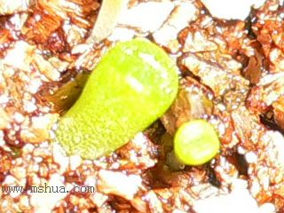 [��ͼ]�ճ�����ʯ����д����Ƭ��������11��13�գ���