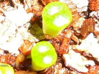 [��ͼ]�ճ�����ʯ����д����Ƭ��������11��13�գ���