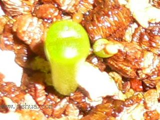 [��ͼ]�ճ�����ʯ����д����Ƭ��������11��13�գ���