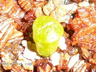 [��ͼ]�ճ�����ʯ����д����Ƭ��������11��13�գ���