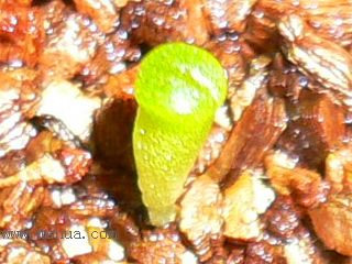 [��ͼ]�ճ�����ʯ����д����Ƭ��������11��13�գ���