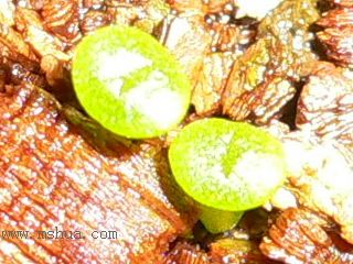 [��ͼ]�ճ�����ʯ����д����Ƭ��������11��13�գ���