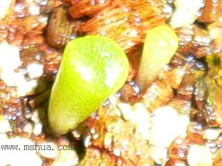 [��ͼ]�ճ�����ʯ����д����Ƭ��������11��13�գ���