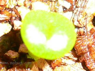 [��ͼ]�ճ�����ʯ����д����Ƭ��������11��13�գ���