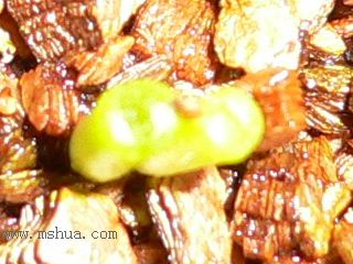 [��ͼ]�ճ�����ʯ����д����Ƭ��������11��13�գ���