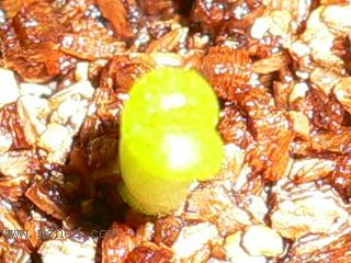 [��ͼ]�ճ�����ʯ����д����Ƭ��������11��13�գ���