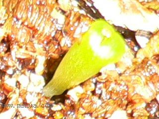 [��ͼ]�ճ�����ʯ����д����Ƭ��������11��13�գ���