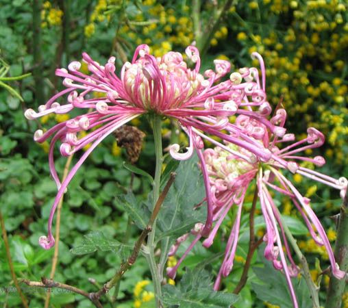 ����һ��ջ��ͷף�pp��P2��