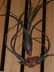 ���씡�Ŀ��P