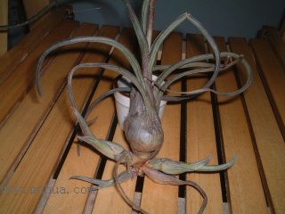 ���씡�Ŀ��P