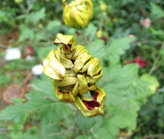 ����һ��ջ��ͷף�pp��P2��