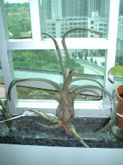 ���씡�Ŀ��P (������/ӢƷ�����D)