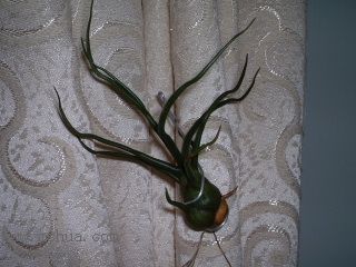 ���씡�Ŀ��P (������/ӢƷ�����D)