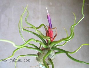 ���씡�Ŀ��P (������/ӢƷ�����D)