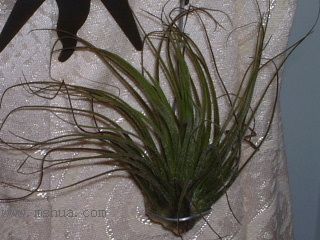 ���씡�Ŀ��P (������/ӢƷ�����D)