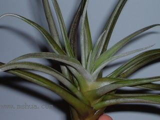 ���씡�Ŀ��P (������/ӢƷ�����D)