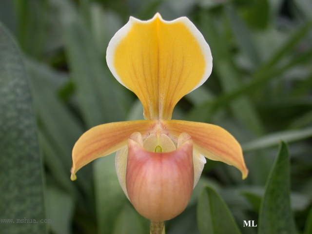 �Ɍ���Ь�m