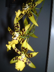 ż��������