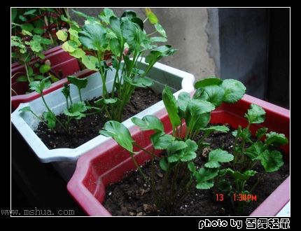 ���֮צ��ƪ����12�Ÿ���צ�ӽ���~