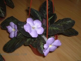 ʲ�N�� Kee Wee ?! (����ϲꎈD��)