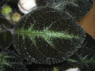 ʲ�N�� Kee Wee ?! (����ϲꎈD��)