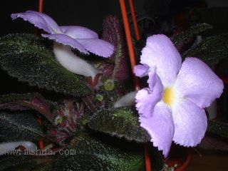 ʲ�N�� Kee Wee ?! (����ϲꎈD��)