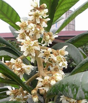 ���˵Ļ���