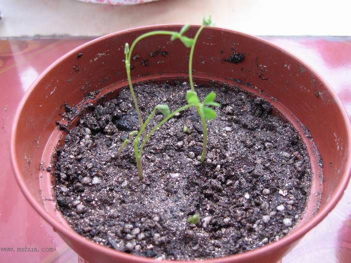 �ƻ��������ȶ���