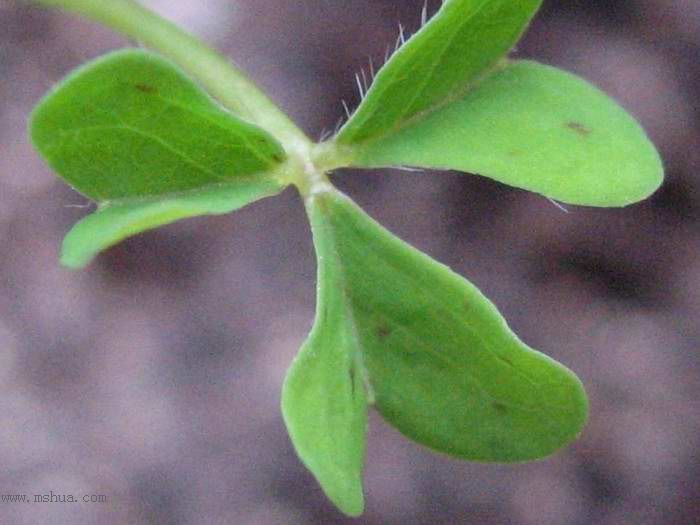 �ƻ��������ȶ���