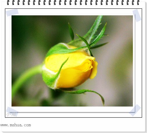 ���¼���,�����Ŷ