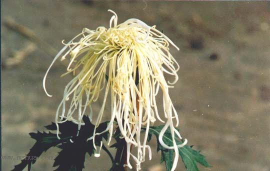 ���оջ�Ʒ�ֻ��ܣ�ϣ�����˸�ð��������