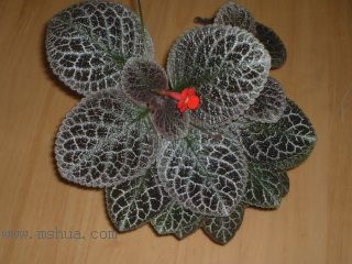 ʲ�N�� Kee Wee ?! (����ϲꎈD��)