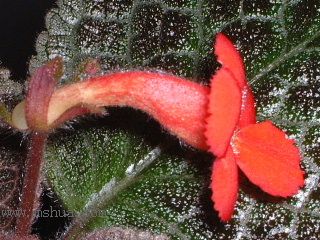 ʲ�N�� Kee Wee ?! (����ϲꎈD��)