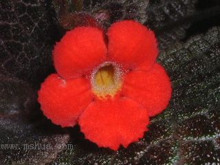 ʲ�N�� Kee Wee ?! (����ϲꎈD��)