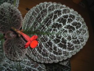 ʲ�N�� Kee Wee ?! (����ϲꎈD��)